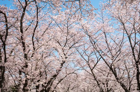 Cherry blossoms trees