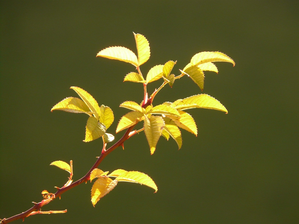 Rose hip thorn thorns