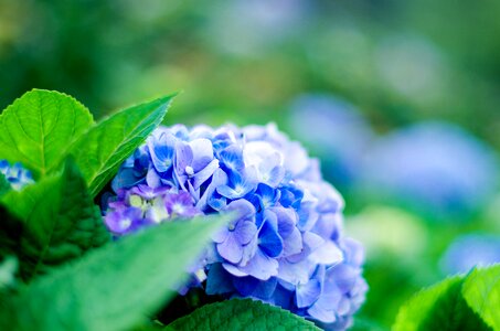 Hydrangea flower