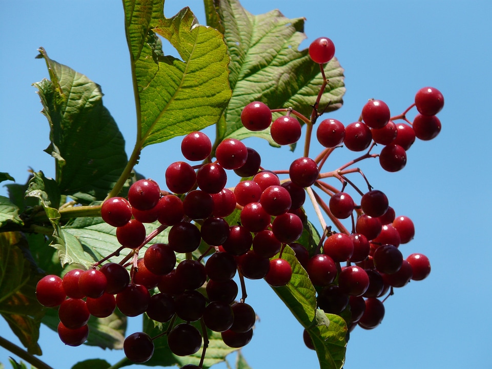 Ripe fruits viburnum opulus