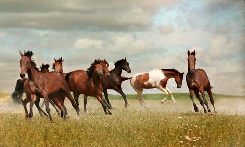 Horses animal
