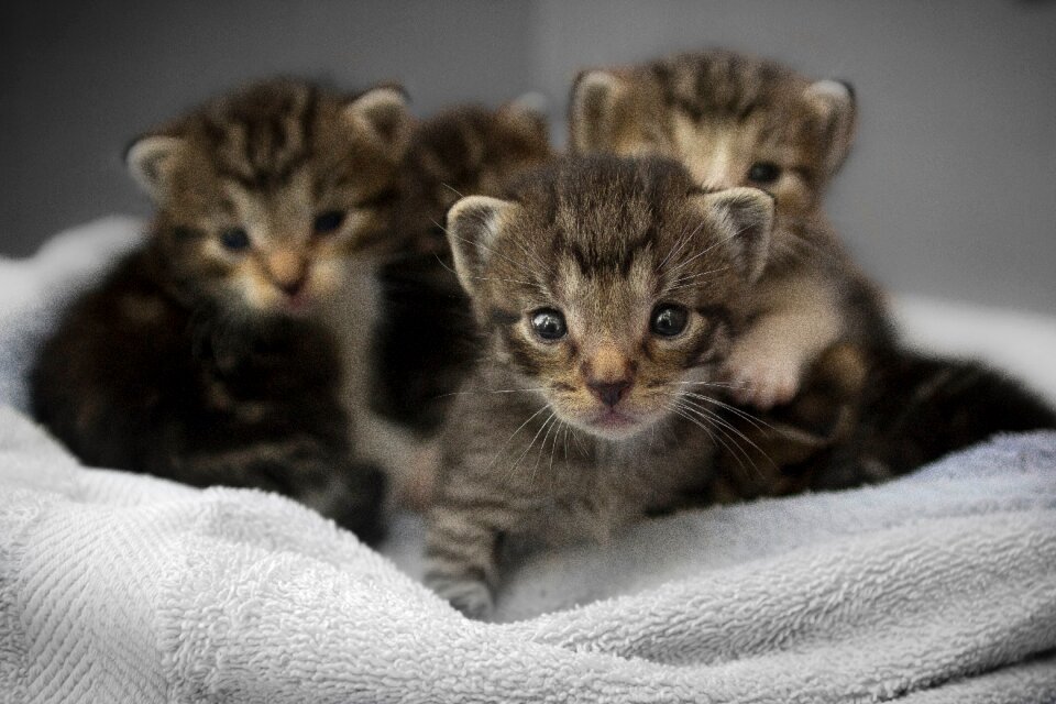 Kitten cat animal