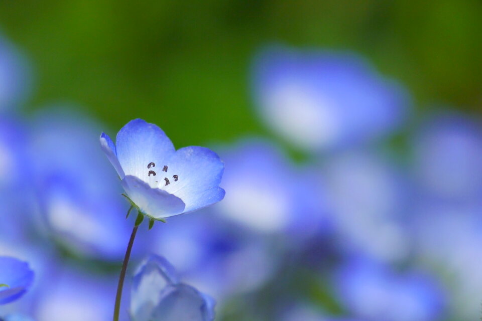 Nemophila baby blue eyes