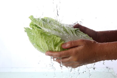 Napa cabbage vegetable water photo