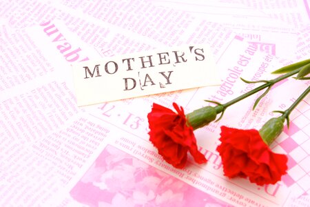 Mother day carnation
