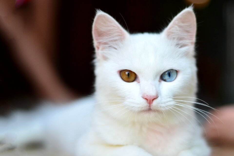 Odd eyed cat photo