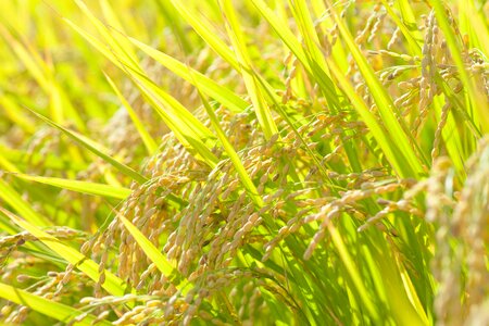 Oryza sativa rice photo