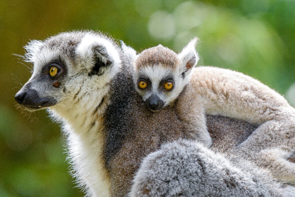 Ring tailed lemur animal