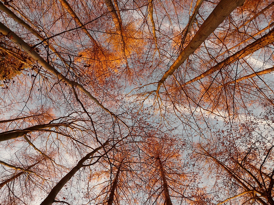 Trees autumn autumn forest