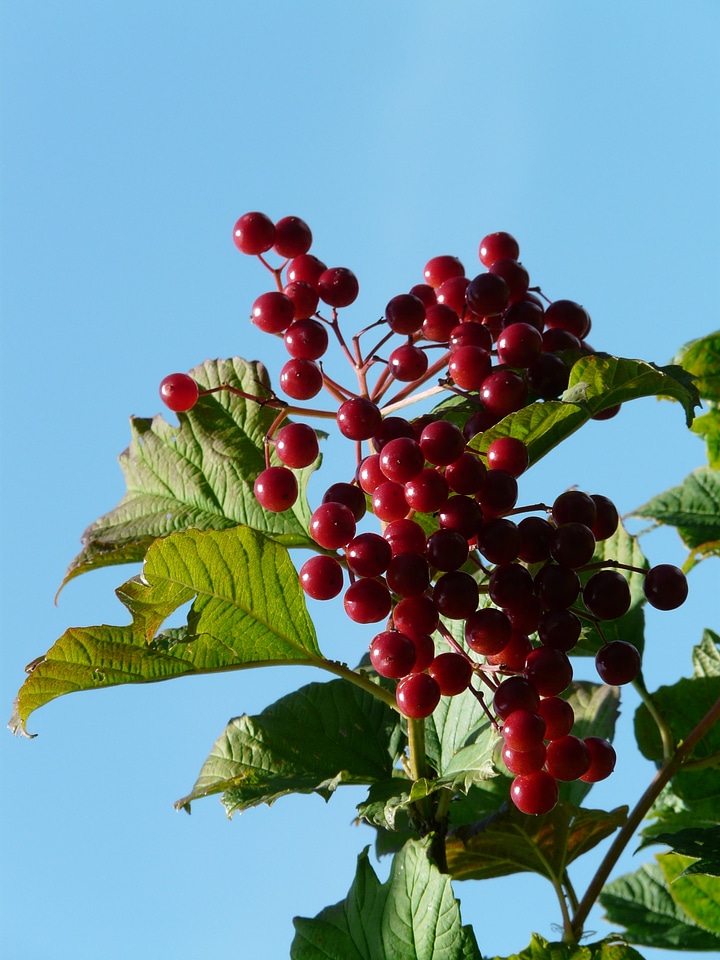 Ripe fruits viburnum opulus