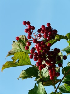 Ripe fruits viburnum opulus photo