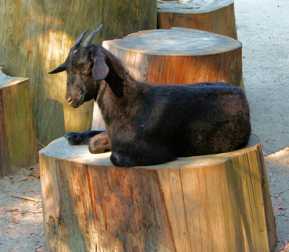 Animal pet livestock