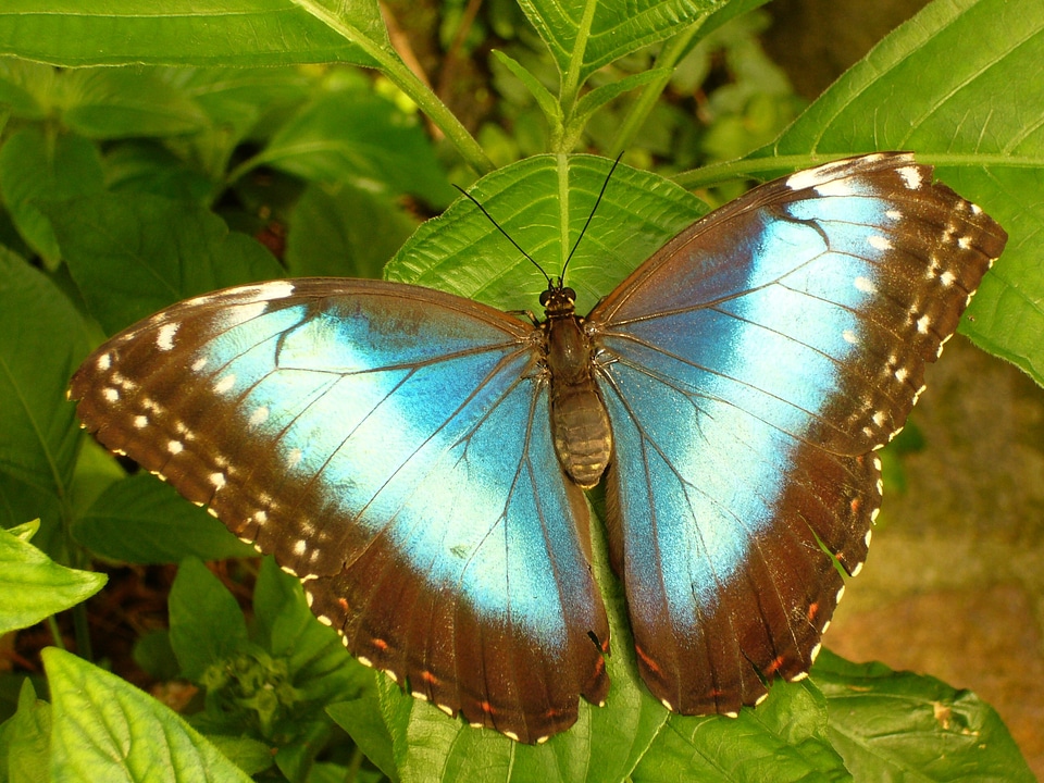 Morpho peleides sky butterfly edelfalter photo