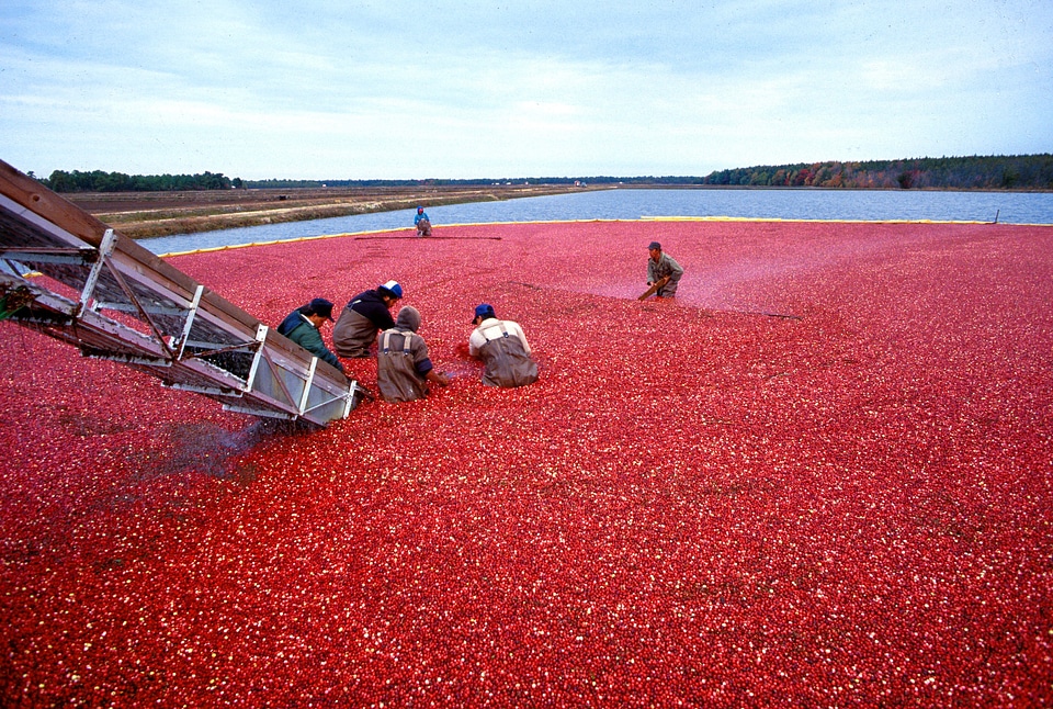 Vaccinium harvest red