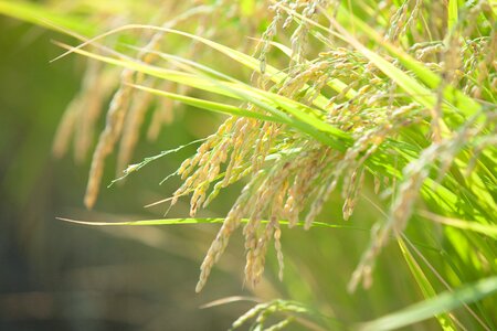 Oryza sativa rice