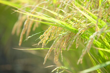 Oryza sativa rice photo