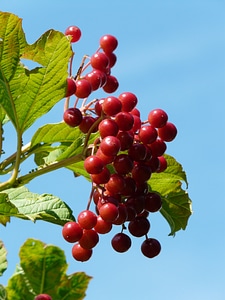 Red ripe viburnum opulus photo