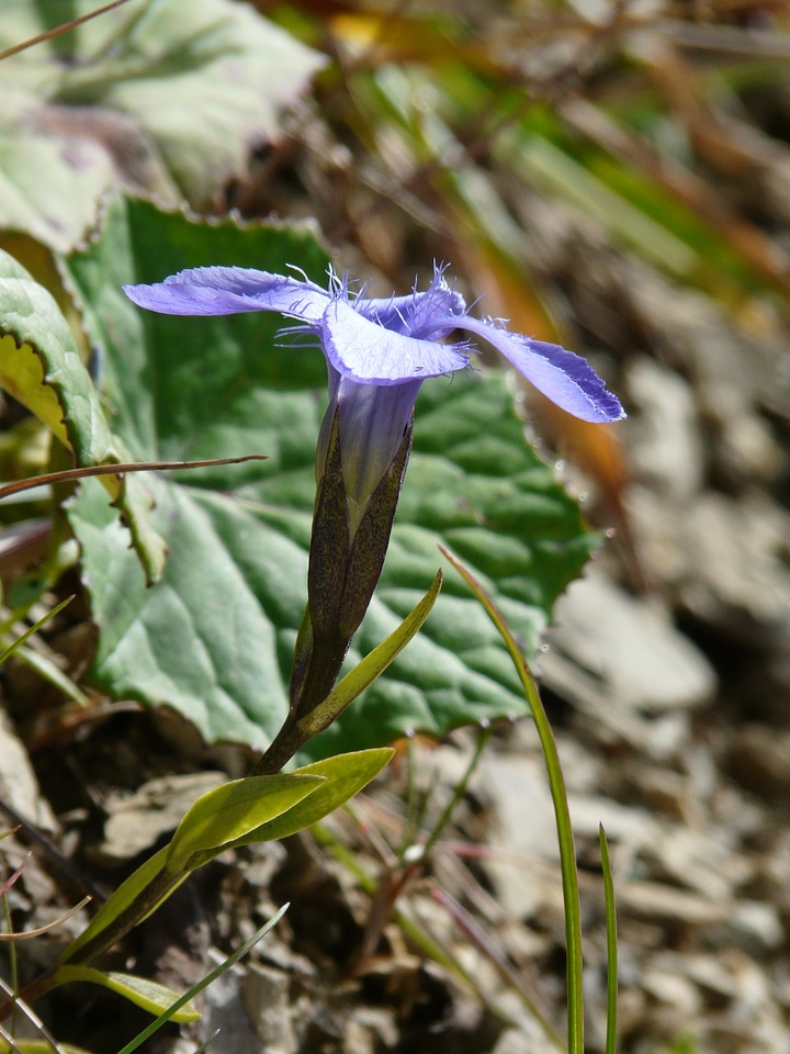 Gentianopsis ciliata gentianella ciliata gentiana ciliata