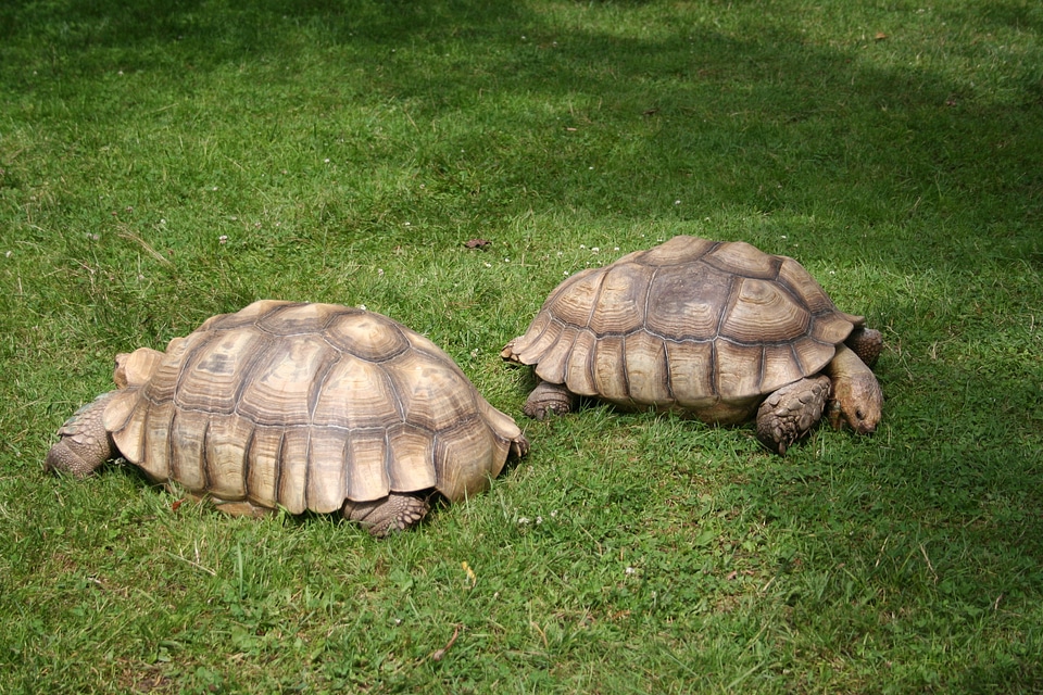 Centrochelys sulcata tortoise testudinidae