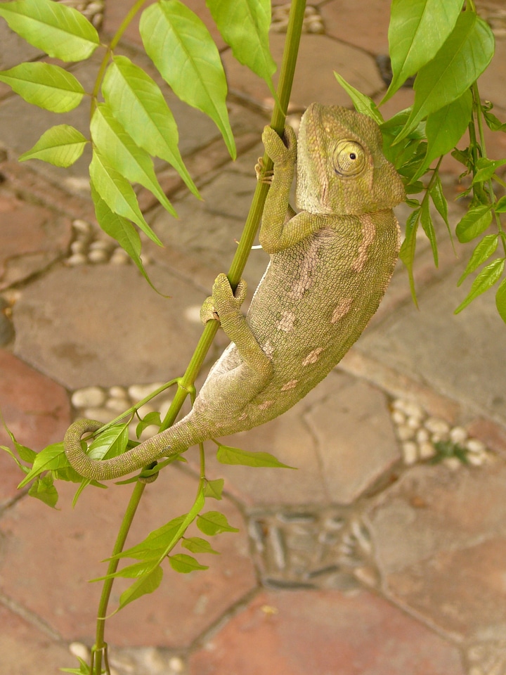 Chameleon reptile insect eater