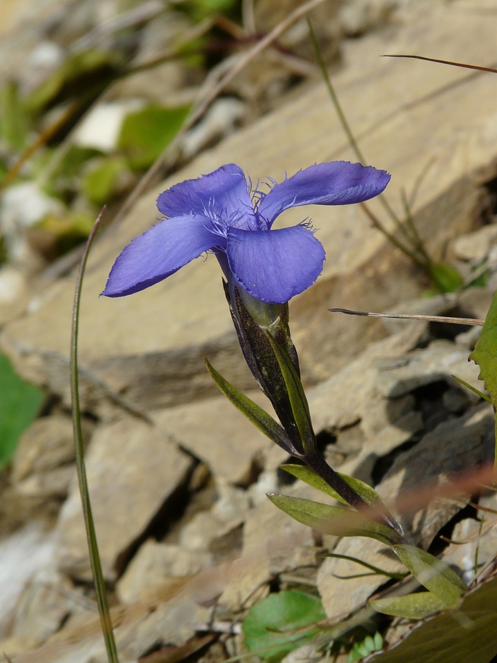Gentianopsis ciliata gentianella ciliata gentiana ciliata