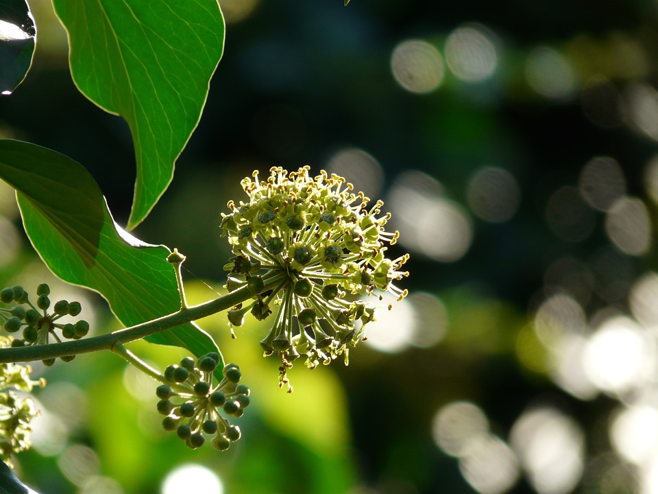 Bloom ivy common ivy