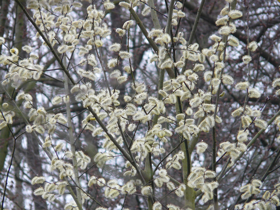 Tree blossom bloom