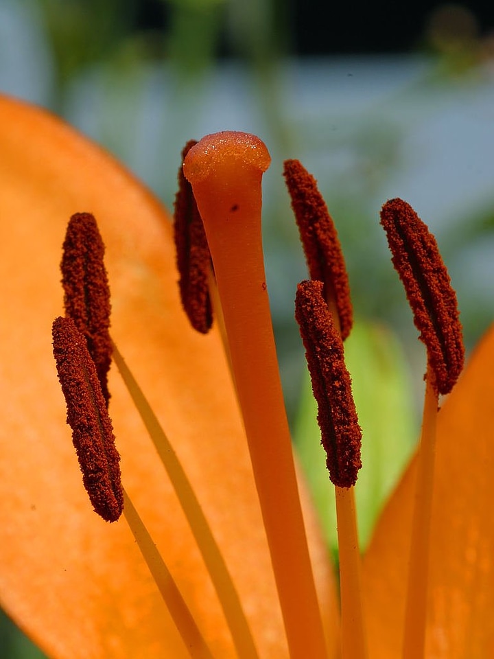 Nature flora beautiful