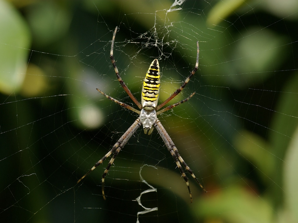 Tiger spider silk band spider argiope bruennichi