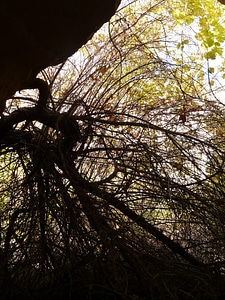 Aesthetic branches savage