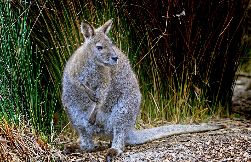 Australian animals mammals