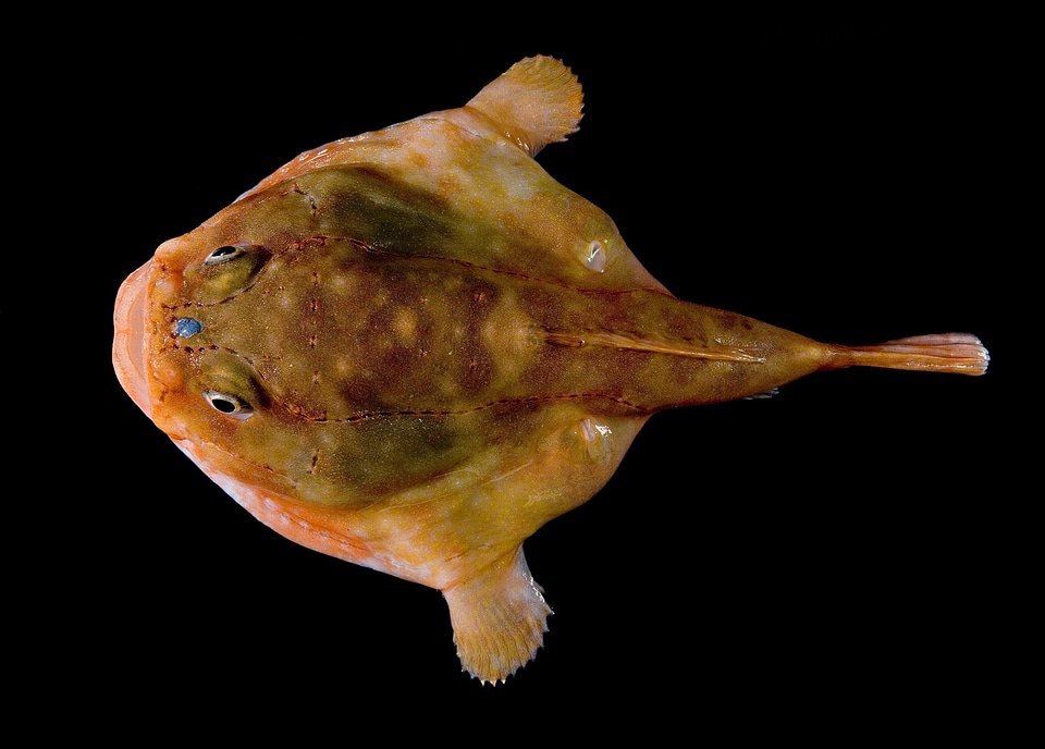 Chaunax stigmaeus deep sea frogfish