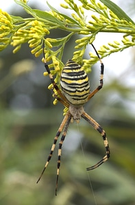 Silk band spider argiope bruennichi wasp spider photo