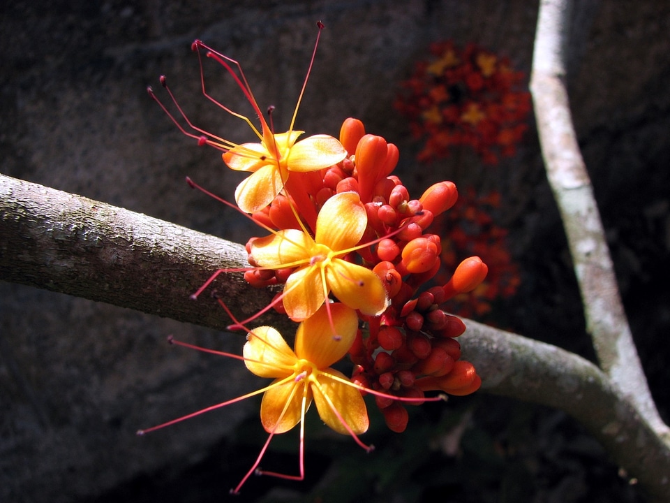 Locust bean plant branch flower