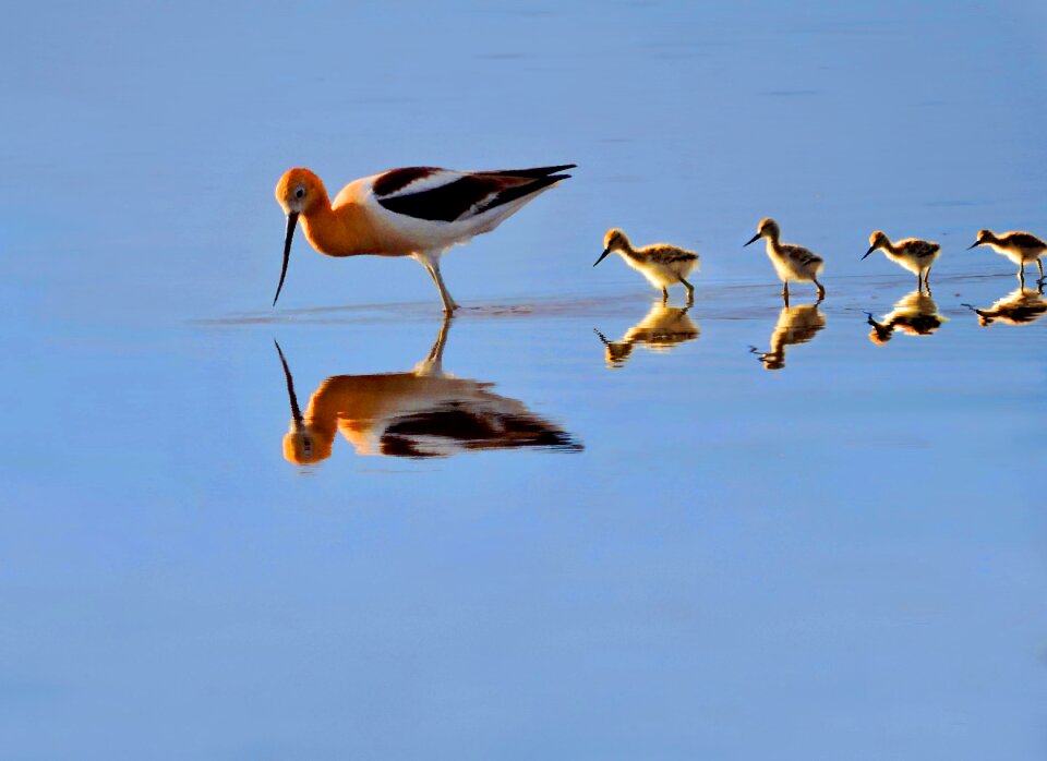 American avocet chicks