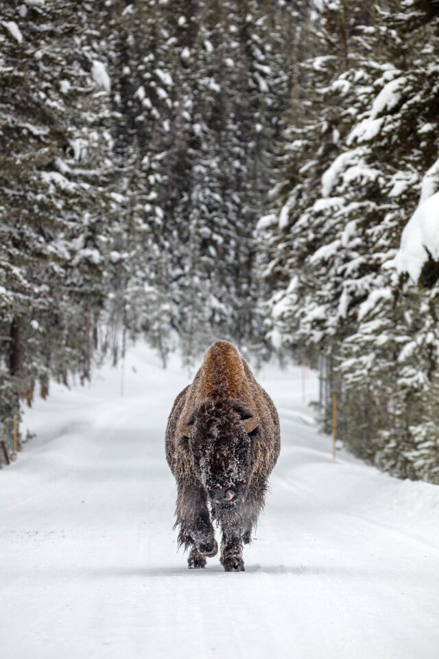 American bison snow winter