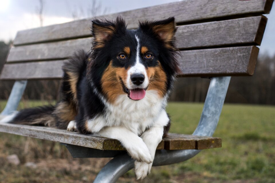Australian shepherd dog