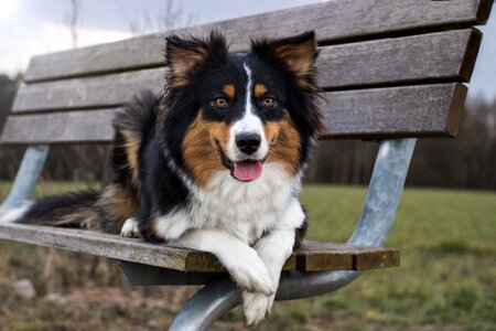 Australian shepherd dog