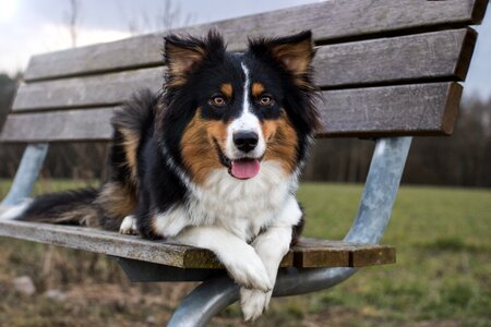 Australian shepherd dog photo