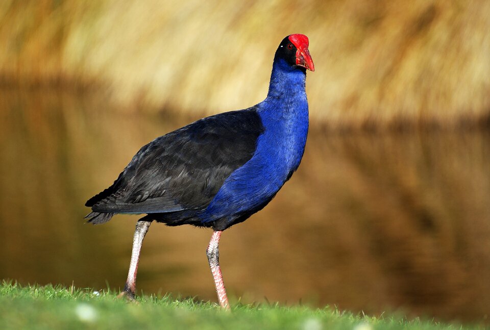 Australasian swamphen pukeko