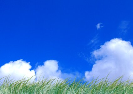 Blue sky grass