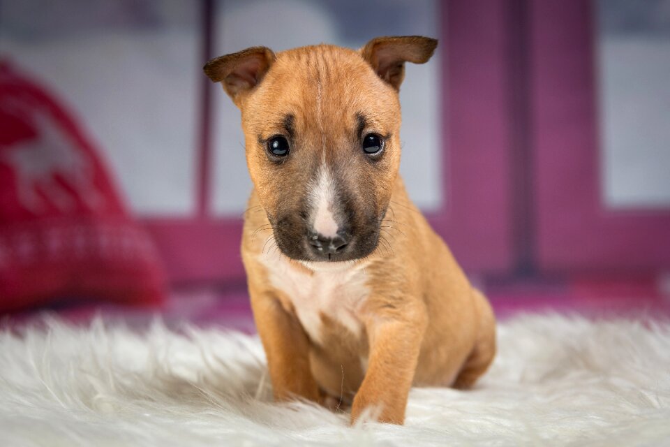 Bull terrier dog animal photo