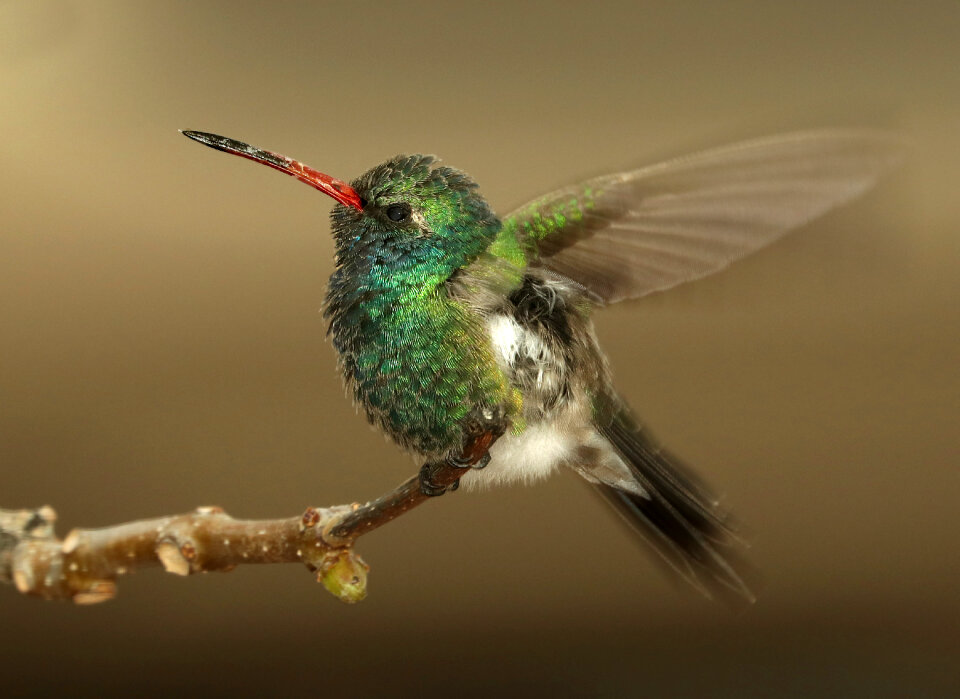 Broad billed hummingbird bird