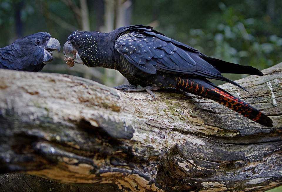 Australia bird wildlife