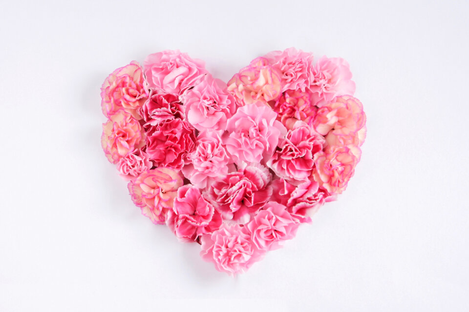 Carnation flower heart