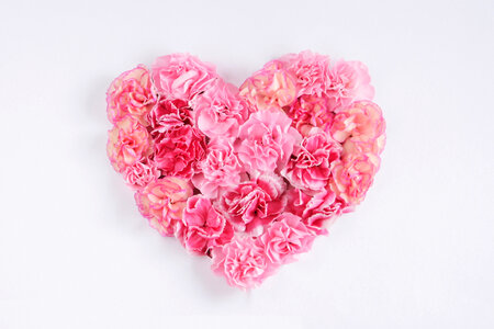 Carnation flower heart photo