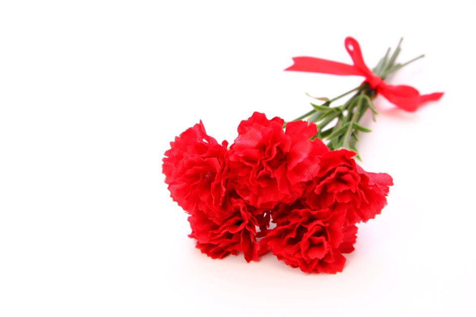 Carnation flower mothers day