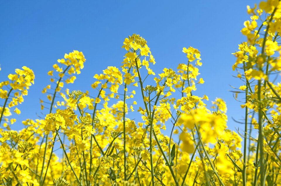 Canola flower field