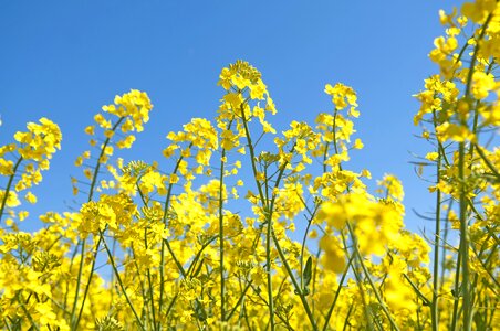 Canola flower field