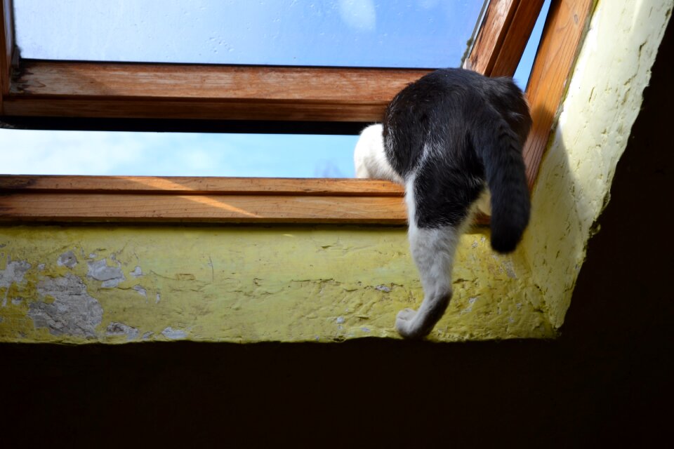 Cat animal escape